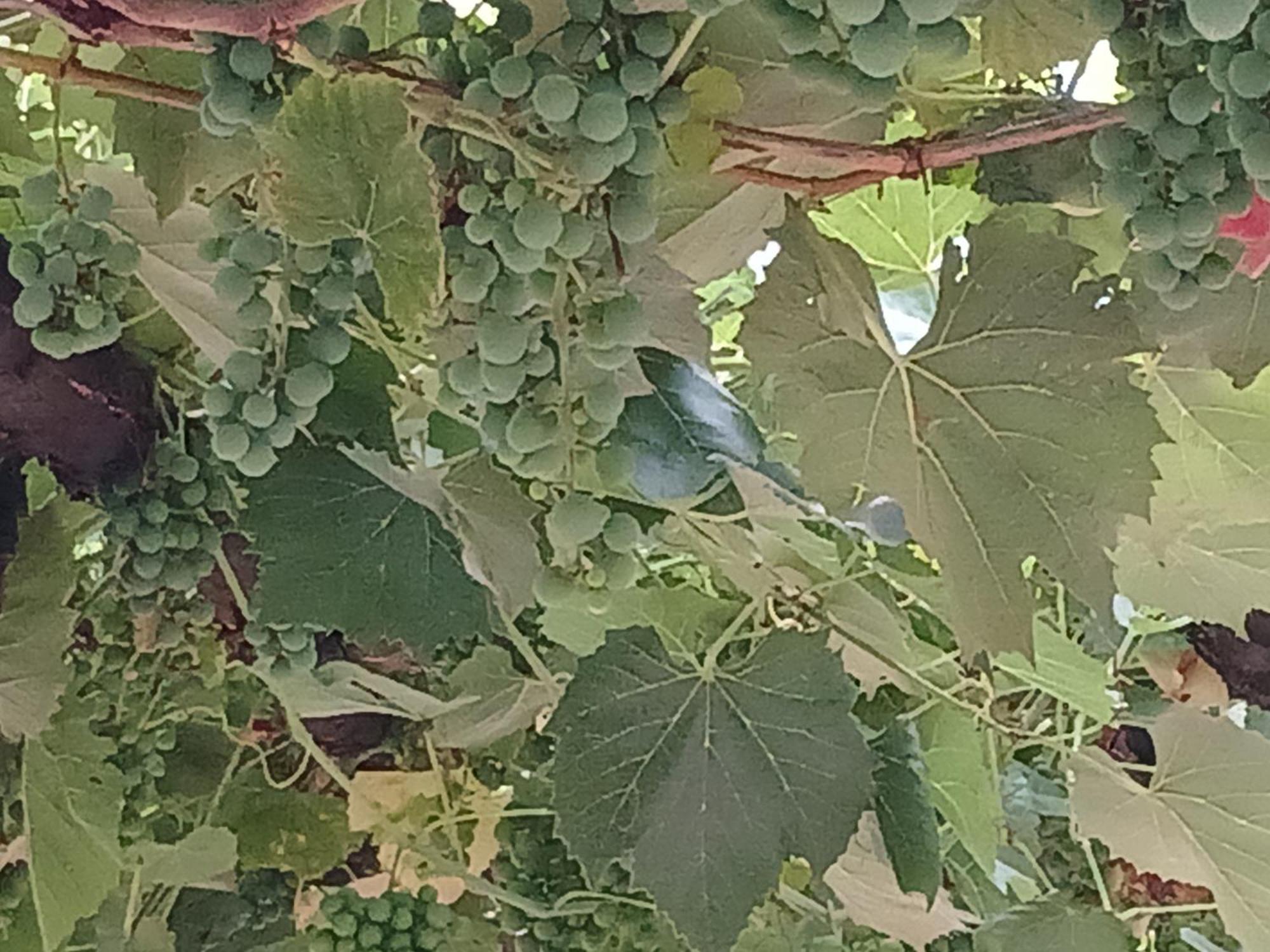 Vardzia Сhachkari מראה חיצוני תמונה